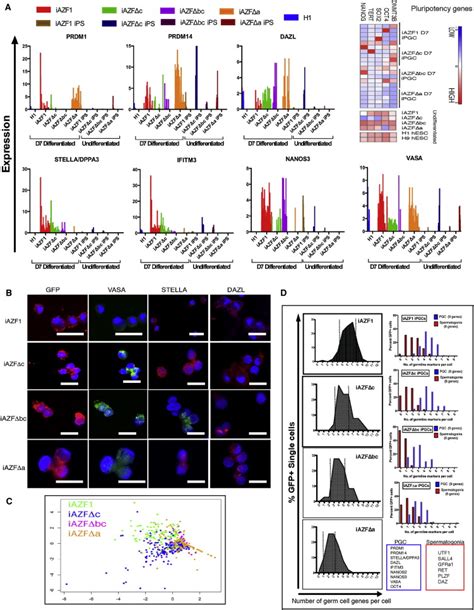 Derivation And Characterization Of IPGCs From AZF Intact And