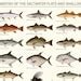 Warmwater Game Fish Poster Identification Chart And Fishermen S Guide