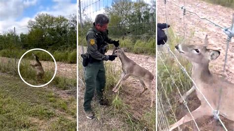 Agente De La Patrulla Fronteriza Rescata A Uno De Los Venado De Santa