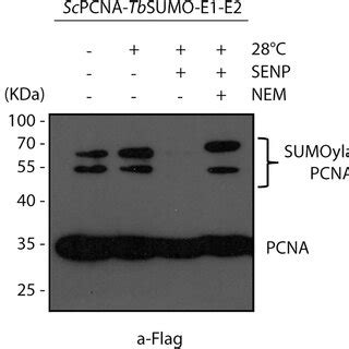 In Vitro Deconjugation Of SUMOylated ScPCNA Cell Lysates Of E Coli