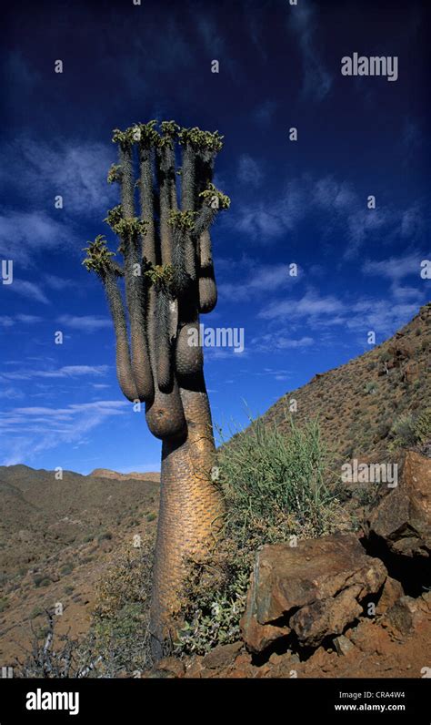 Halfmens Pachypodium Namaquanum Richtersveld National Park Northern