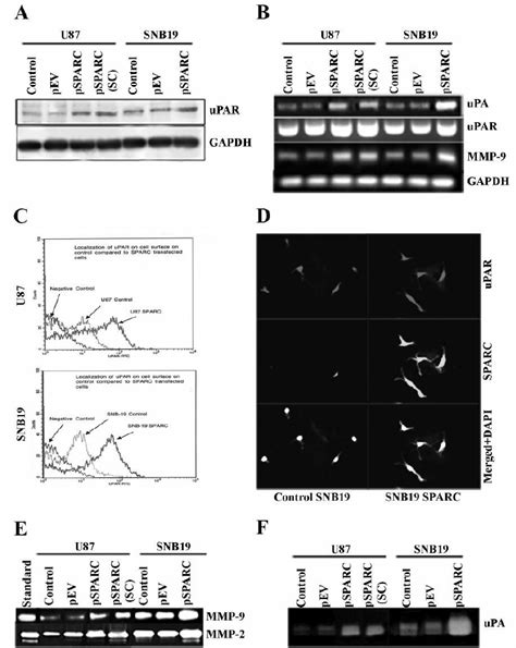 Overexpression Of Sparc Increased Expression Of Mmp Upa And Upar