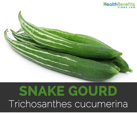 Snake Gourd Facts Health Benefits And Nutritional Value