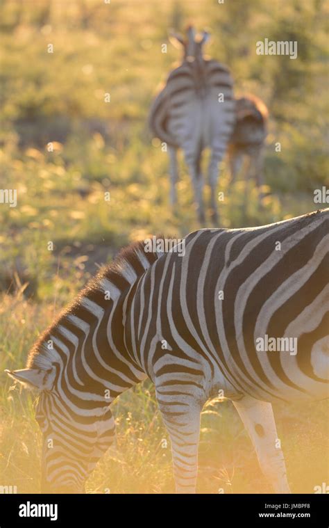 Madikwe Game Reserve Stock Photo - Alamy