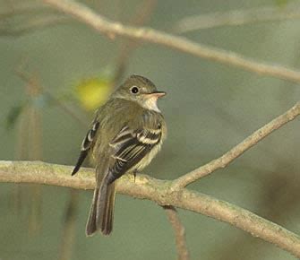 Acadian Flycatcher - Photos, facts, and identification tips