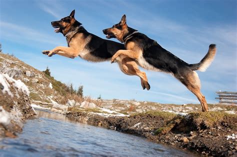 10 German Shepherd Fun Facts Bark Post