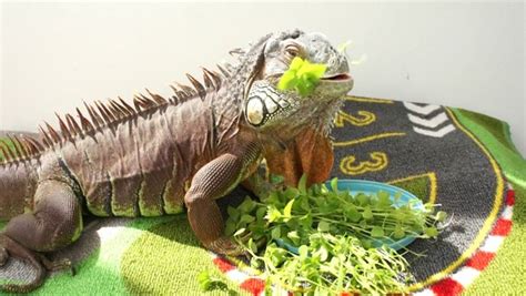 Iguana: Lifestyle, Habitat and Interesting Facts