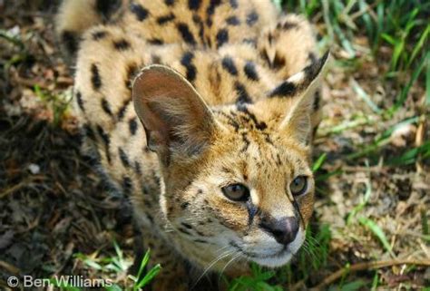 Serval – International Society for Endangered Cats (ISEC) Canada