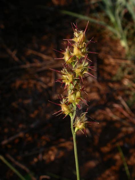 Cenchrus Incertus Poaceae Image 12610 At PhytoImages Siu Edu