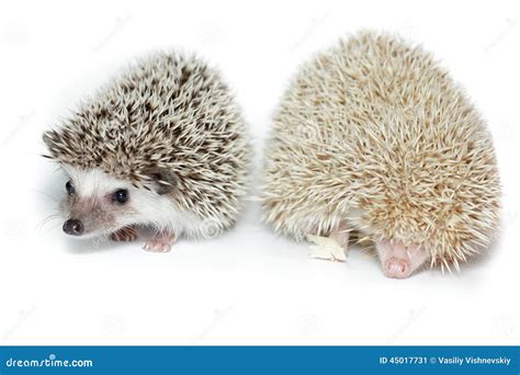 Atelerix Albiventris, African Pygmy Hedgehog. Stock Image - Image of descendant, droll: 45017731