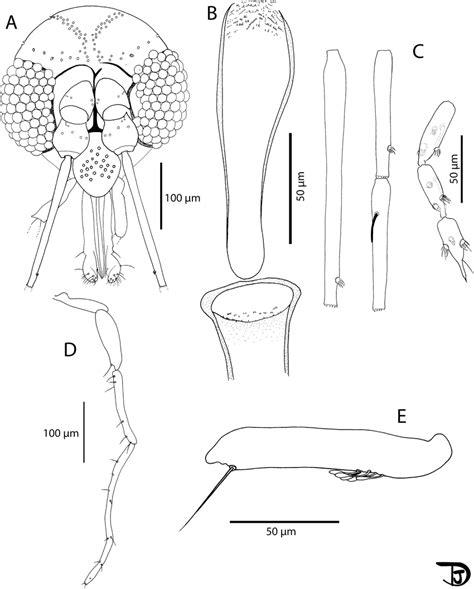 Sergentomyia Ranavalonomyia Volfi N Sp Male A Head Paratype Download Scientific Diagram