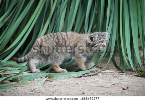 Pallass Cat Otocolobus Manul Manul Living Stock Photo 1888659277