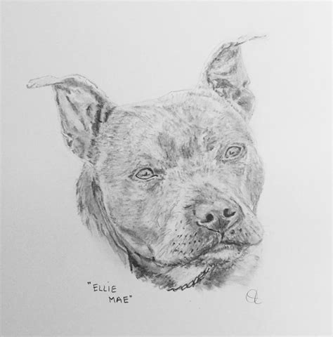 Staffy Drawing In 2024 Pet Portraits Animals Drawings