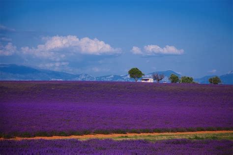 premium photo lavender fields