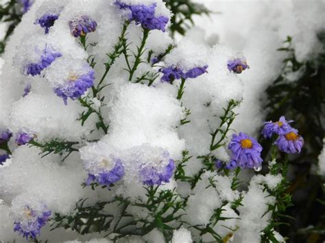 Яблоки мочёные - Садовое обозрение/Garden review — LiveJournal
