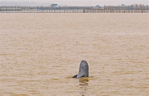 chilika lake