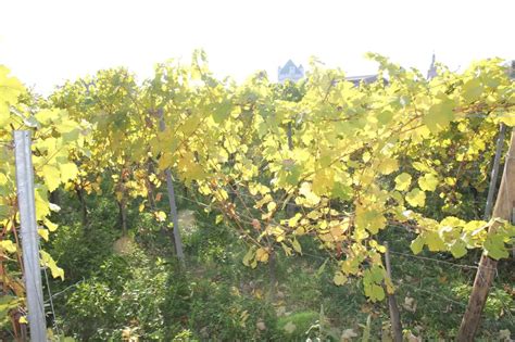 Die Farben des Herbstes - Labsalliebe
