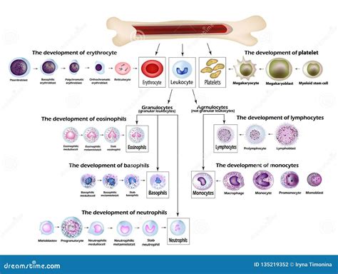 Desarrollo Del Eritrocito De Los Glóbulos Glóbulos Rojos Leucocitos
