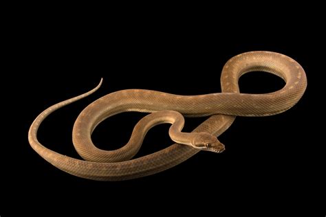 Ani102 00118 Joel Sartore
