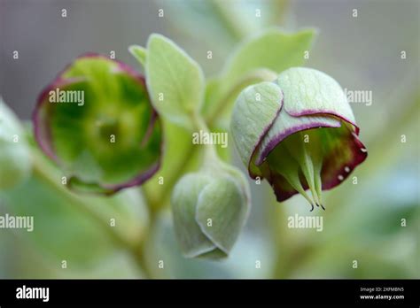 Stinking Hellebore Helleborus Foetidus Lozere France March Stock