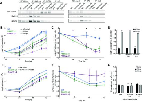 Physical And Functional Interactions Between NIPBL And Cohesin In