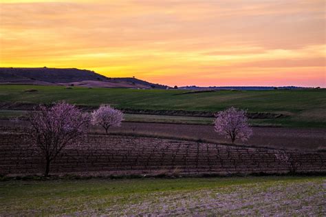 Bodega San Roque De La Encina En Burgos Vinos D O Ribera Del Duero