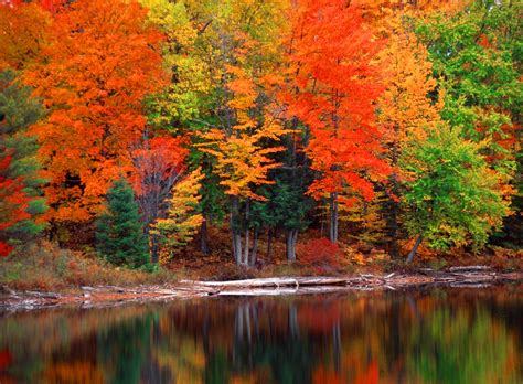 Autumn Trees Lake Wallpaper