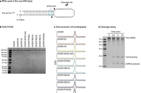 Previously Unknown Mechanism In Precision Rna Cleaving By Dicer Enzyme