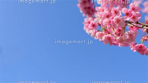 桜、青空に映える桜、八重桜、青空と桜、満開の綺麗なさくら、春の季節、自然風景、背景素材、 213914057 イメージマート