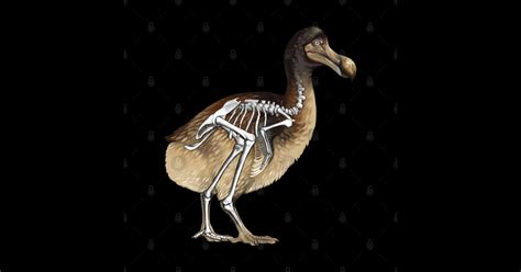 Dodo Bird Skeleton Anatomy - Dodo - Sticker | TeePublic