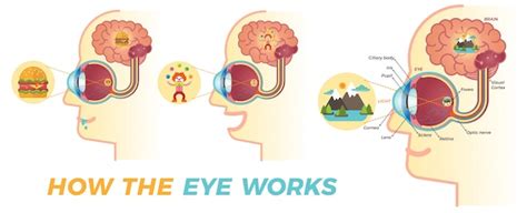 Premium Vector How The Eye Works Basic Graphic Elements For Building Educational Material