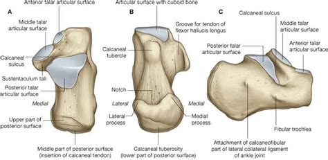 Pinterest | Anatomie