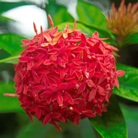 Ixora Dwarf Red Rangan Plant Nestreeo