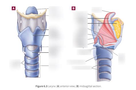 Lab Larynx Diagram Quizlet