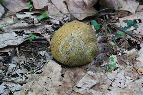 Ulu Breadfruit Tree Project Noah