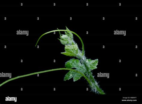 Close Up Leaves Ivy Gourd Coccinia Grandis L Voigt On Dark