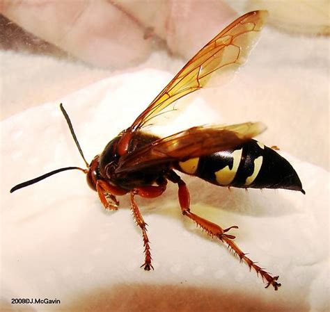 Eastern Cicada Killer Sphecius Speciosus Bugguide Net