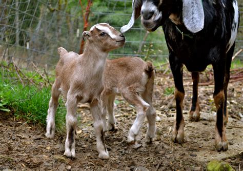 Detailed Description Of Goat Birth And Newborn Kid Care