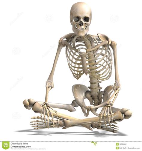 Anatomical Correct Male Skeleton Stock Illustration Illustration Of