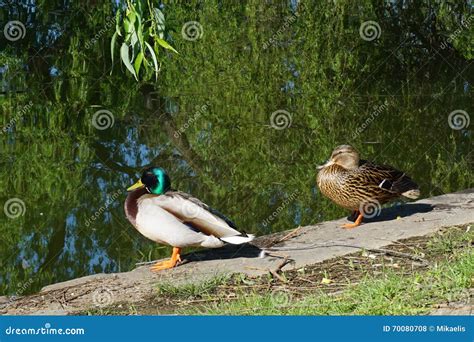 Ducks On A Pond S Edge Stock Photo Image Of Pond Brown 70080708