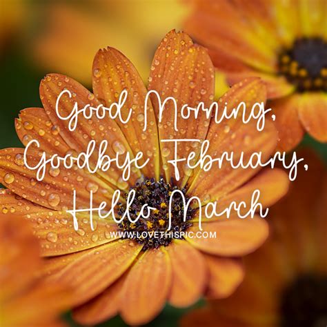 Cape Marguerite Good Morning Goodbye February Hello March Pictures