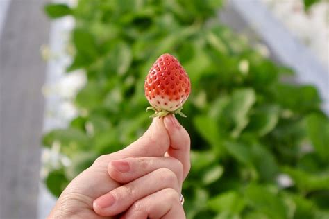 加賀フルーツランドとは？旬のフルーツ狩りに行ってきた♪｜ブログ｜【公式】石川県の観光旅行サイト「ほっと石川旅ねっと」