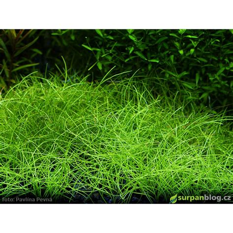 Eleocharis Acicularis Mini In Vitro Aquaart