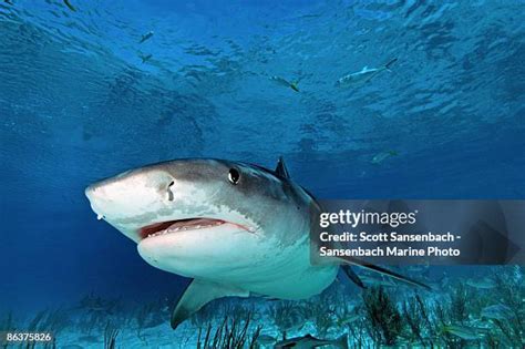 Tiger Shark Fotografías E Imágenes De Stock Getty Images