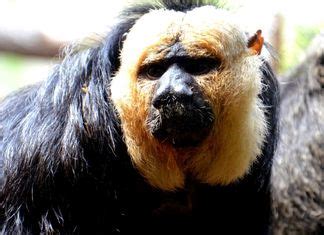 Brazilian Monkeys Monkeys Native To Brazil Bioexplorer