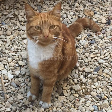 Found Cat Ginger And White Cat Oxford Area Oxfordshire