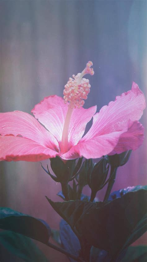 Top 999 Hibiscus Wallpapers Full Hd 4k Free To Use