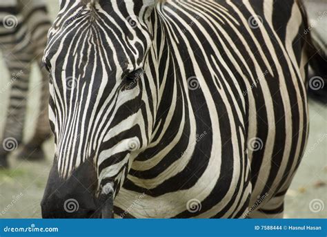 Zebra Stripes Royalty-Free Stock Photo | CartoonDealer.com #7502223