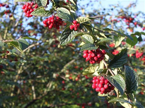 25 Hollyberry Cotoneaster 2 3ftbig Red Berries For Songbirds Bullatus