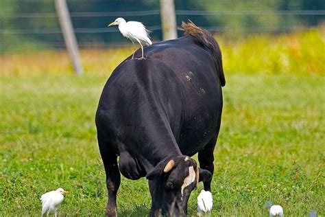 Cattle Egret Riding A Cow Cattle Cow Riding